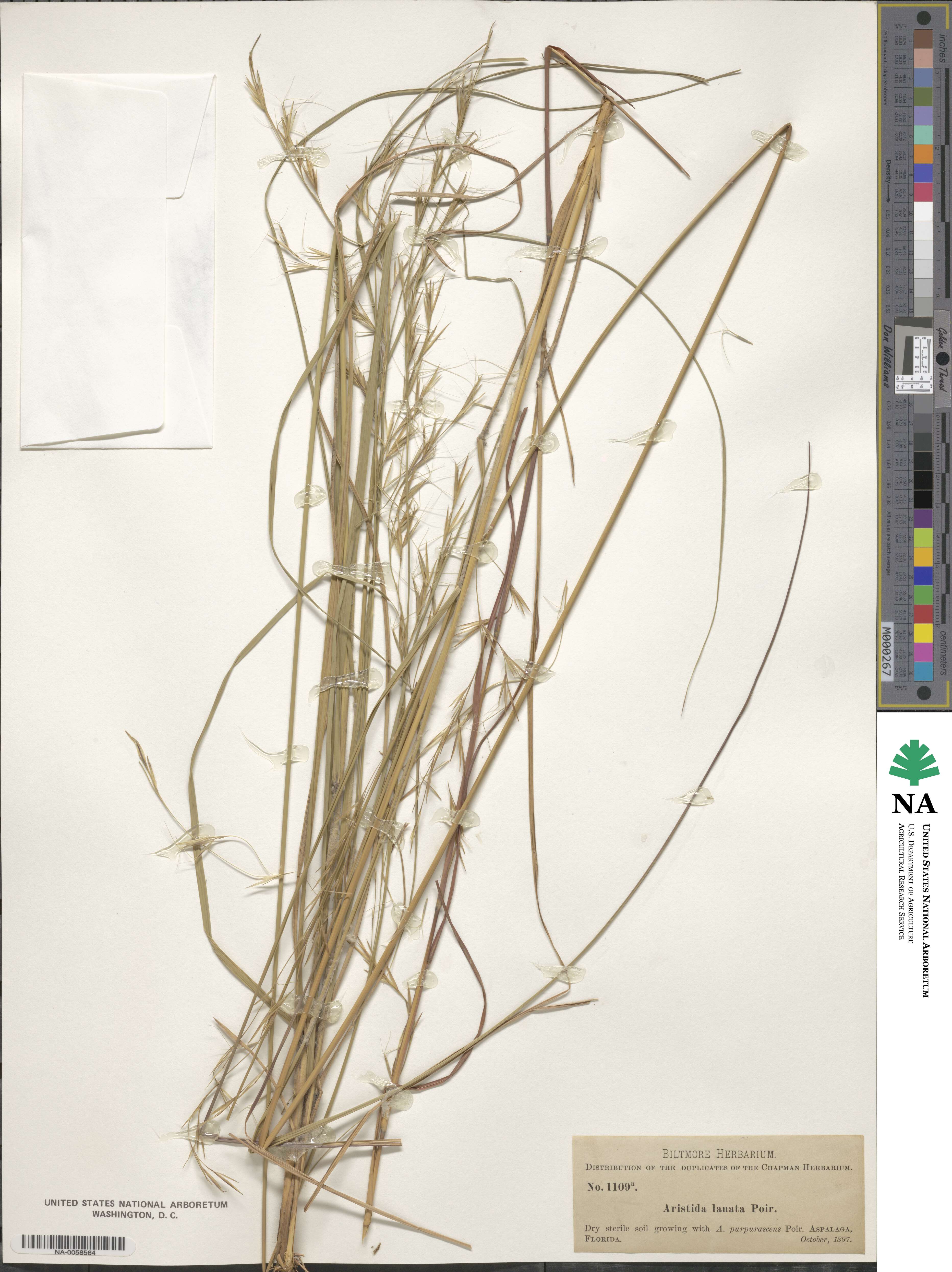Aristida lanosa image