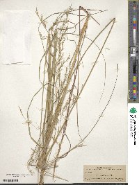 Aristida lanosa image