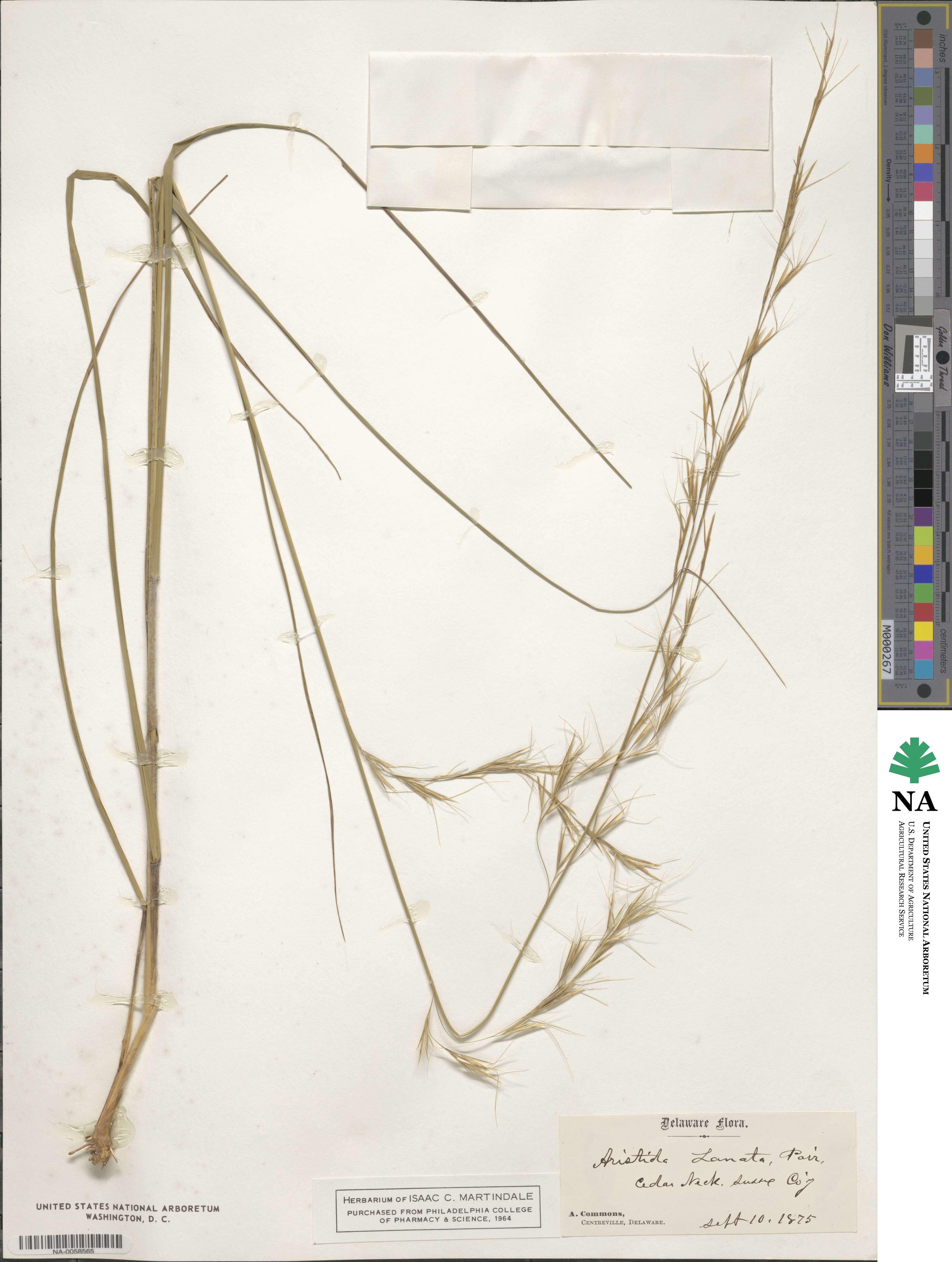 Aristida lanosa image