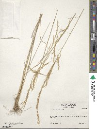 Aristida lanosa image