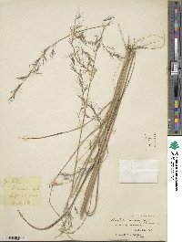 Aristida lanosa image