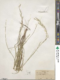 Aristida lanosa image