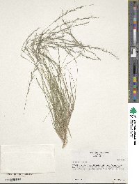 Aristida longespica image