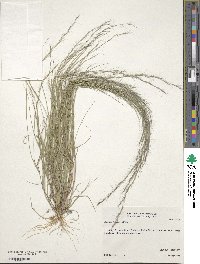 Aristida longespica image