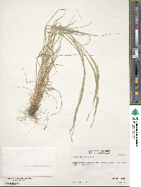 Agrostis hyemalis image