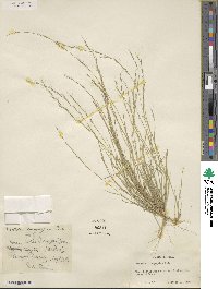 Aristida longespica image