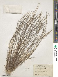 Aristida longespica image