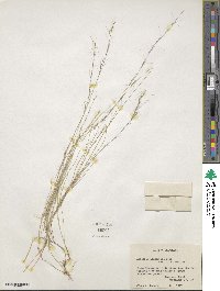 Aristida longespica image