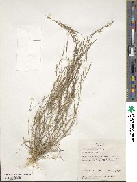 Aristida longespica image