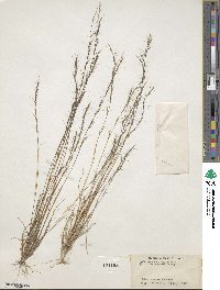 Aristida longespica image