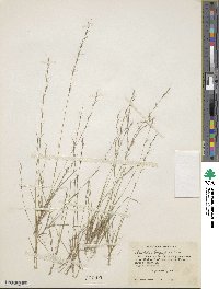 Aristida longespica image