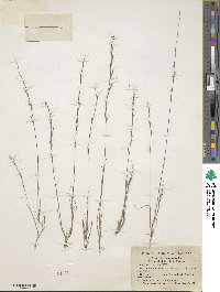 Aristida longespica image