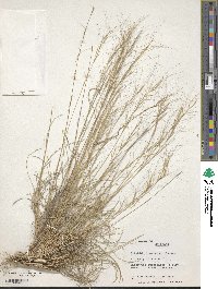 Aristida longiseta image