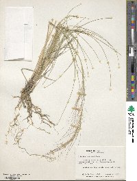 Aristida longiseta image