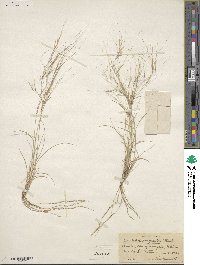 Aristida longiseta image