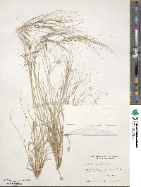 Aristida longiseta image