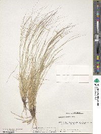 Aristida longiseta image