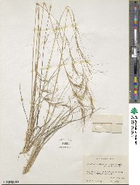 Aristida longiseta image