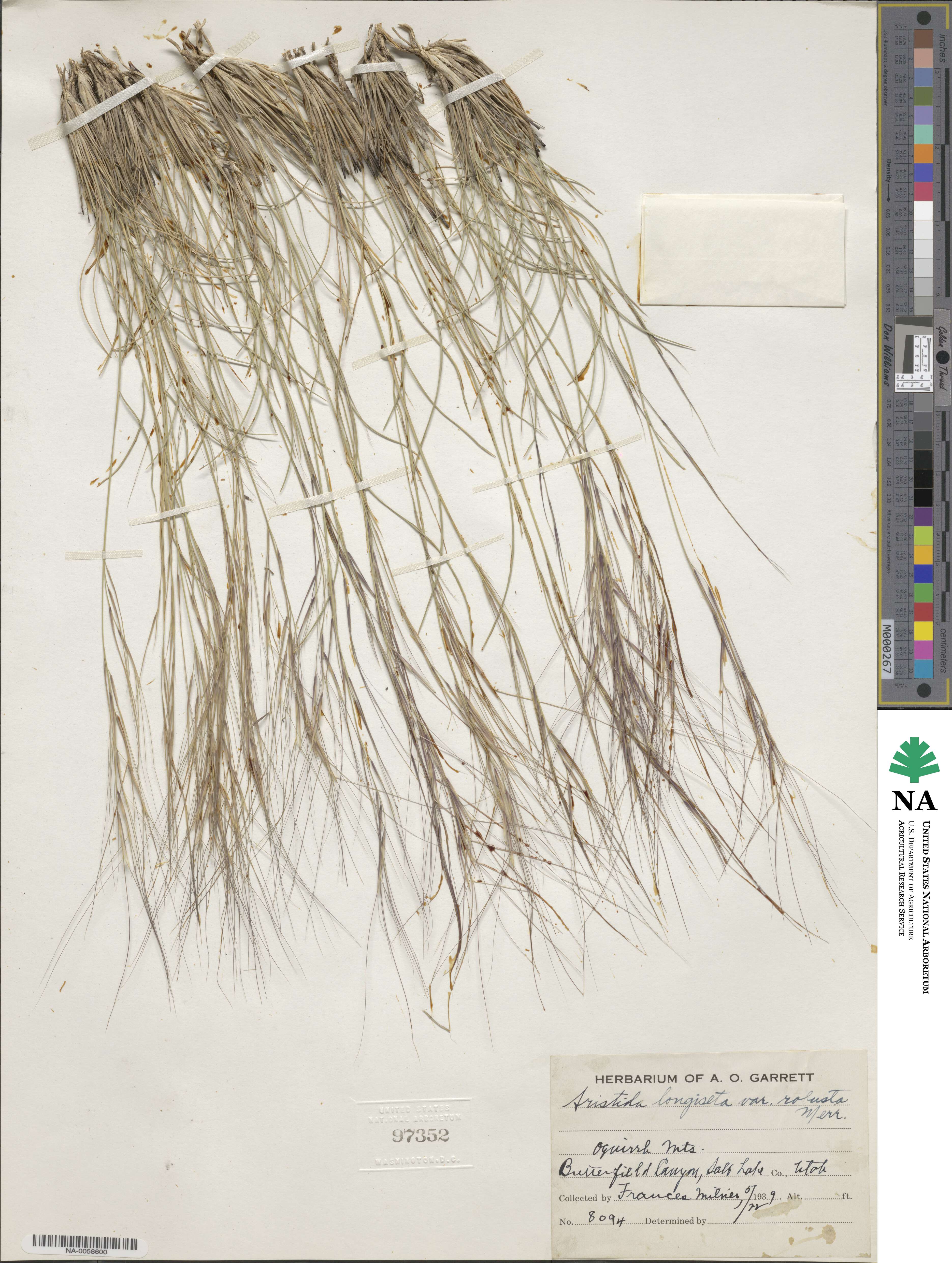 Aristida longiseta image
