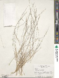 Aristida longespica image