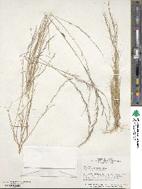 Aristida longespica image