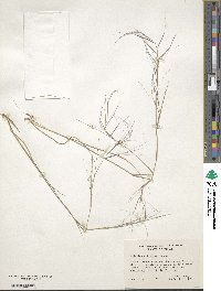 Aristida oligantha image