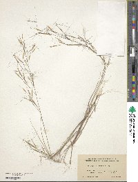 Aristida oligantha image