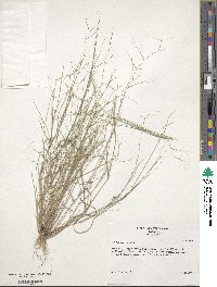 Aristida oligantha image