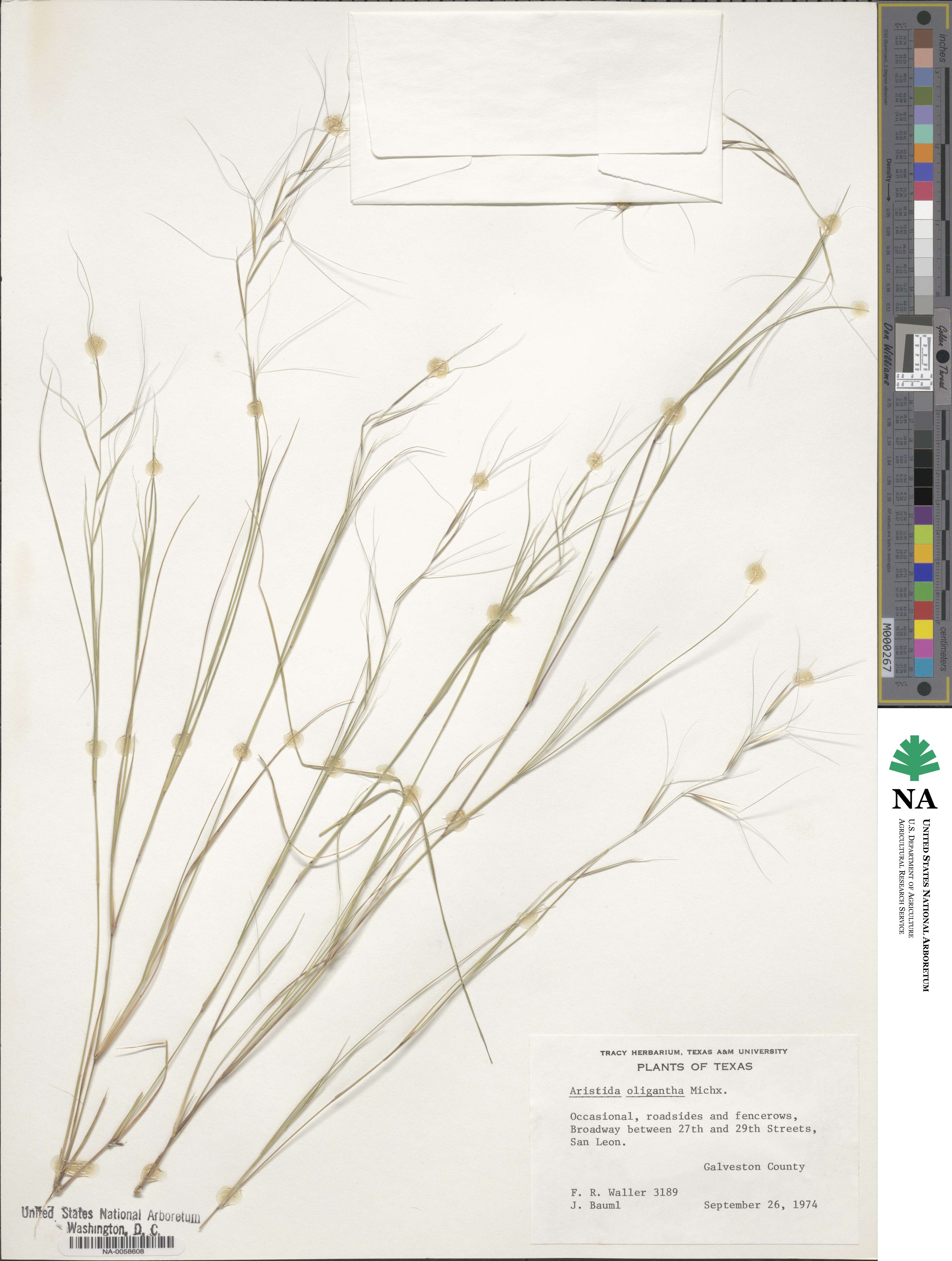 Aristida oligantha image