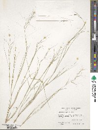 Aristida oligantha image