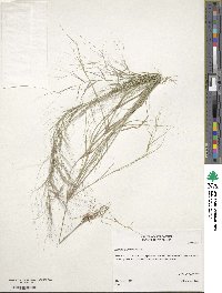 Aristida oligantha image