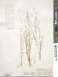 Aristida oligantha image