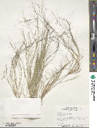 Aristida oligantha image