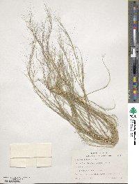 Aristida oligantha image