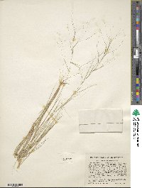 Aristida oligantha image