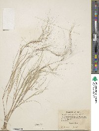 Aristida oligantha image