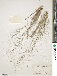 Aristida oligantha image