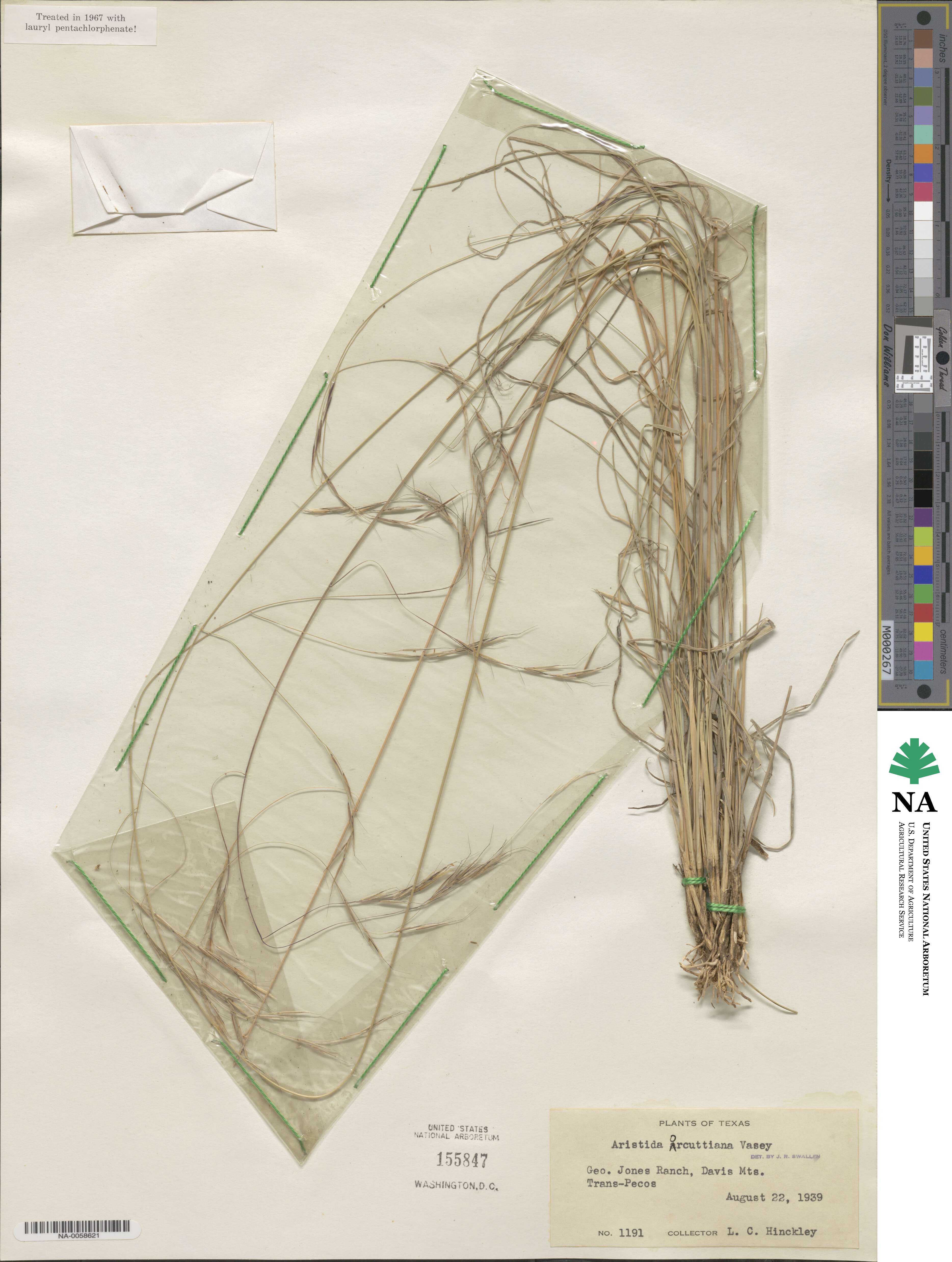 Aristida schiedeana image