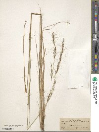 Aristida palustris image