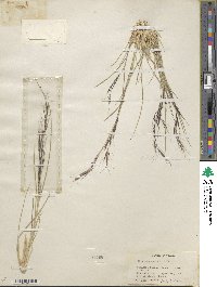 Aristida wrightii image