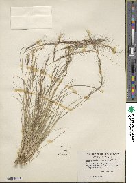 Aristida wrightii image