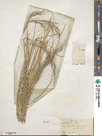 Aristida wrightii image