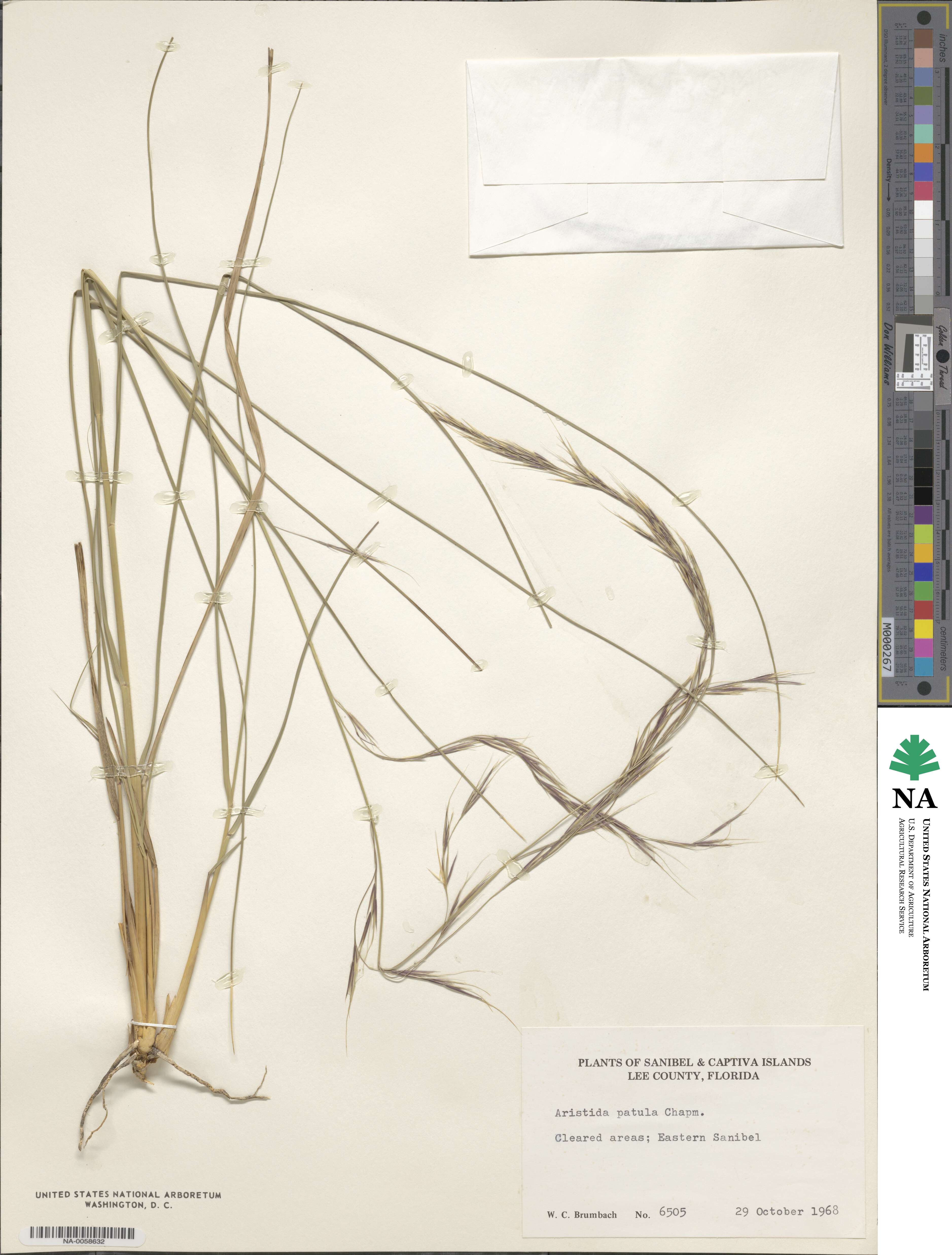 Aristida patula image