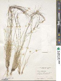 Aristida purpurea image