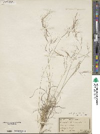 Aristida purpurea image