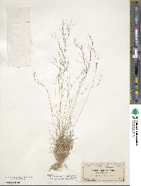 Aristida purpurea image