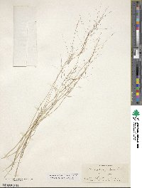 Aristida purpurea image