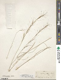 Aristida purpurea image