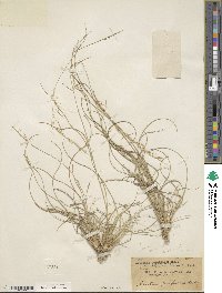 Aristida purpurea image