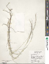 Aristida purpurea image